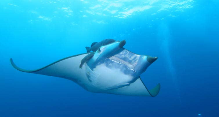 Devil ray