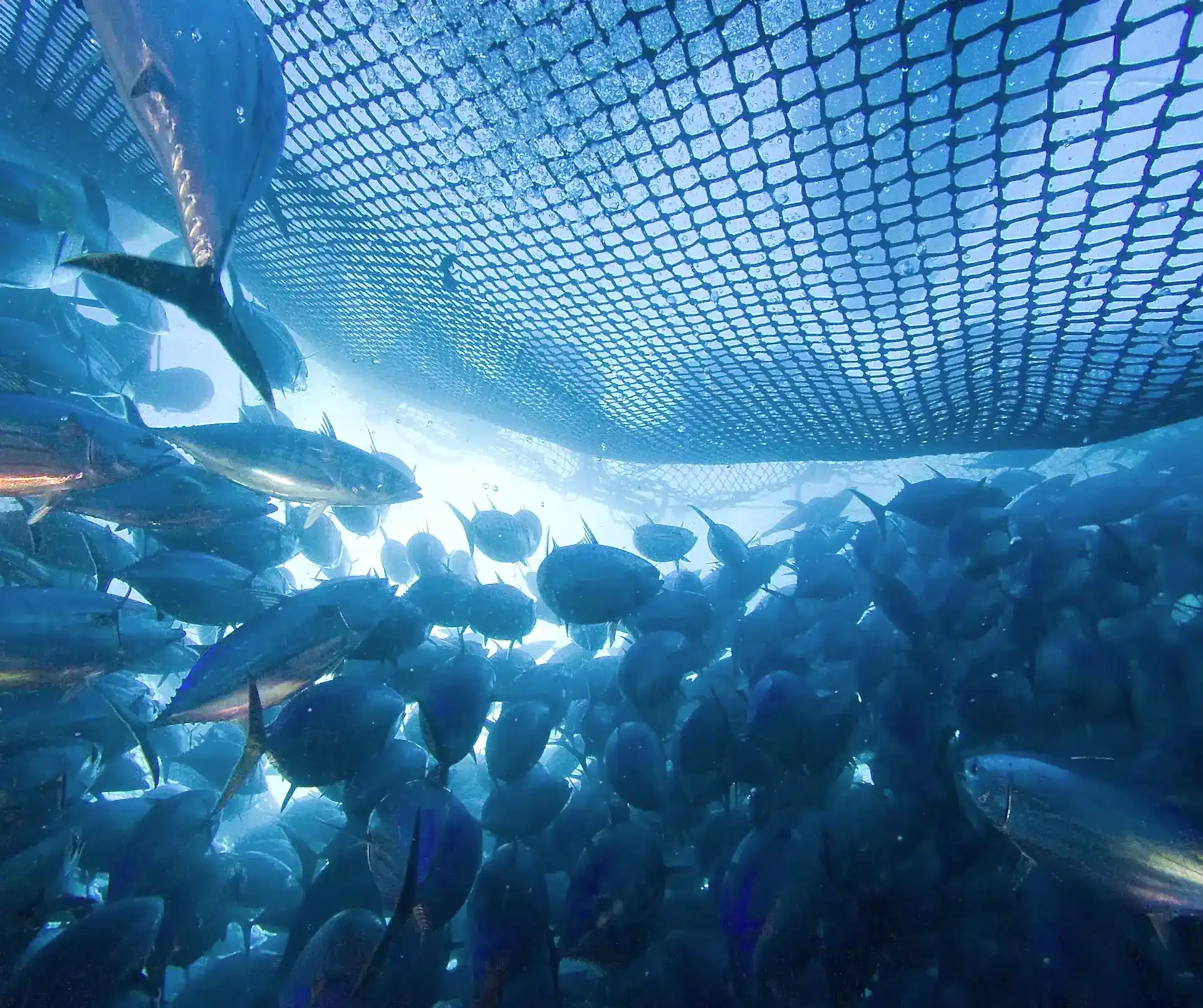 Yellowfin Tuna being caught by an industrial fishing vessel net.