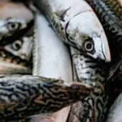 Zoomed in picture of lots of caught small fish.