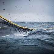 Bottom trawling net in dark choppy waters with birds circling above.