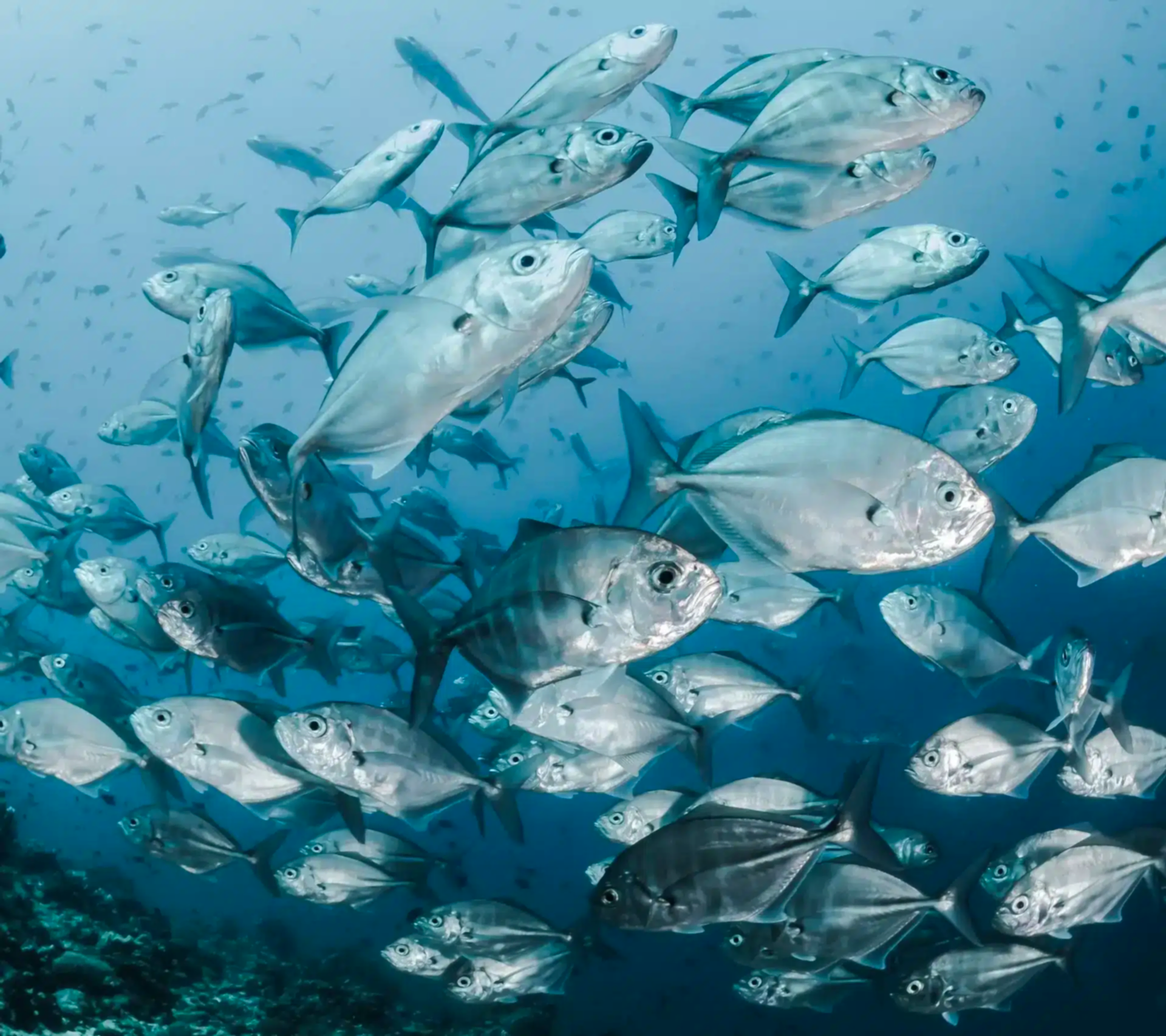 School of silver fish with a fish eye lense.