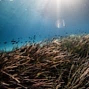 Sun shining through shallow water onto a seagrass meadow.