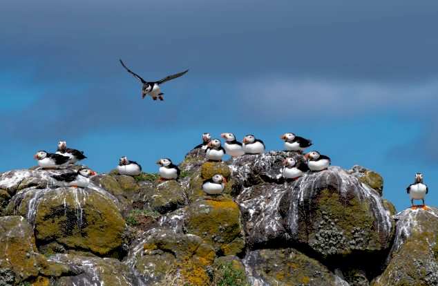 A group of puffins perched on rocky moss-covered ledges, with one in flight against a backdrop of blue sky and clouds.