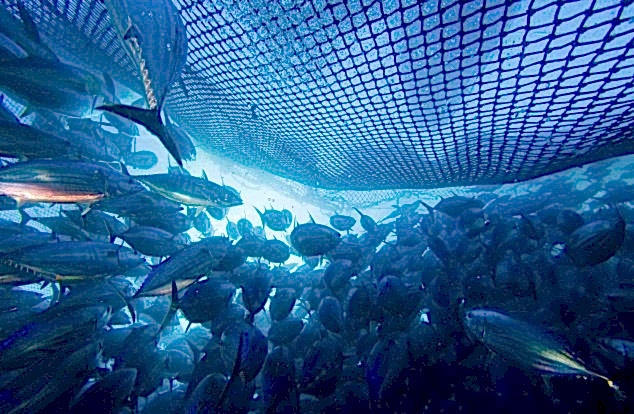 A dense school of fish trapped inside a large commercial fishing net underwater, with sunlight filtering through the surface above.