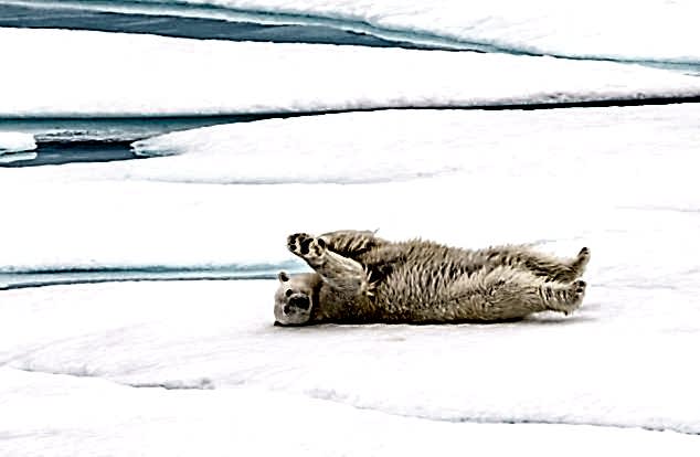 A playful polar bear rolls on the ice, surrounded by patches of snow and water in an Arctic landscape.