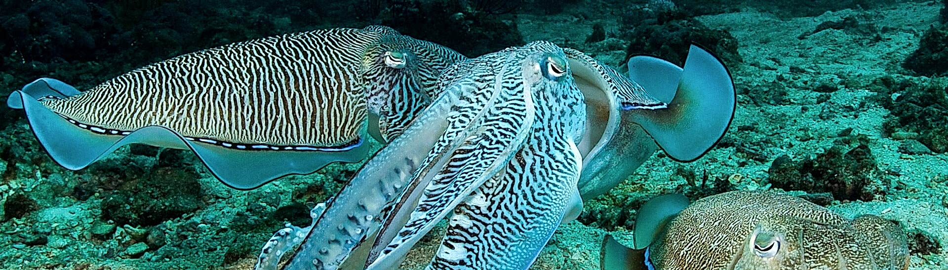 A group of cuttlefish displaying vivid patterns and textures glides over a sandy, rocky seafloor in a clear underwater scene.