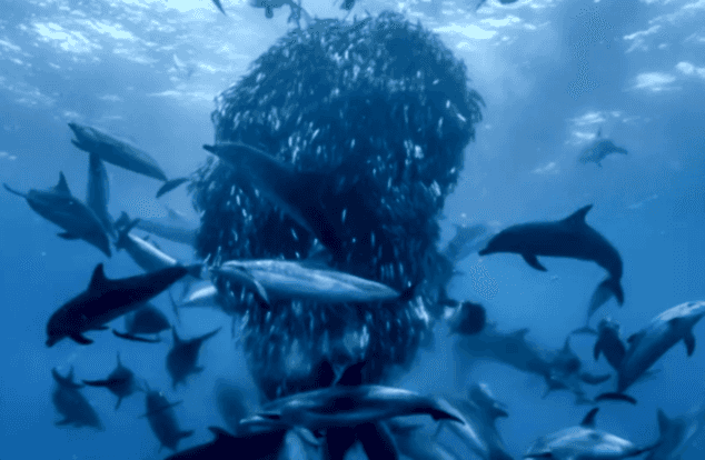 a bait ball surrounded by dolphins