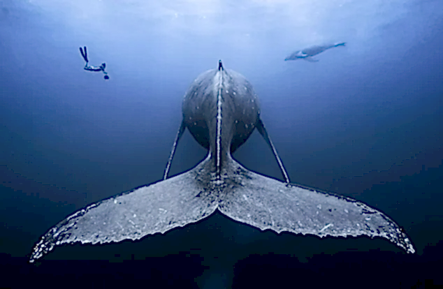 A freediver swims near the massive tail of a humpback whale seen from behind, while another whale is visible in the background, all surrounded by deep blue ocean water.